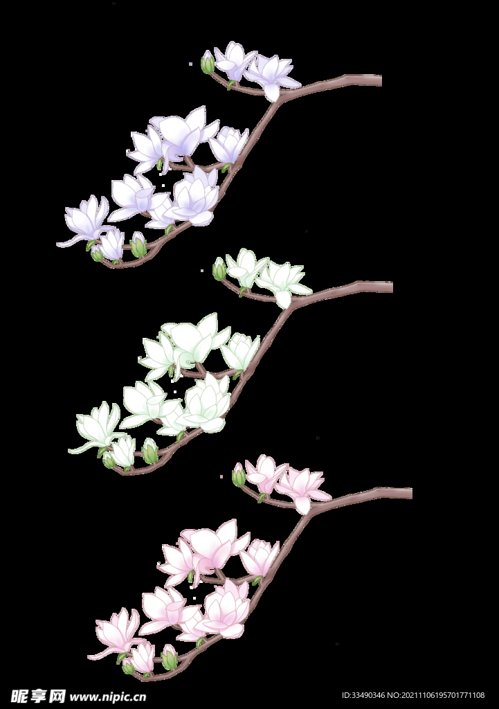 紫色粉红色白色玉兰花