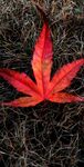 霜與紅楓
