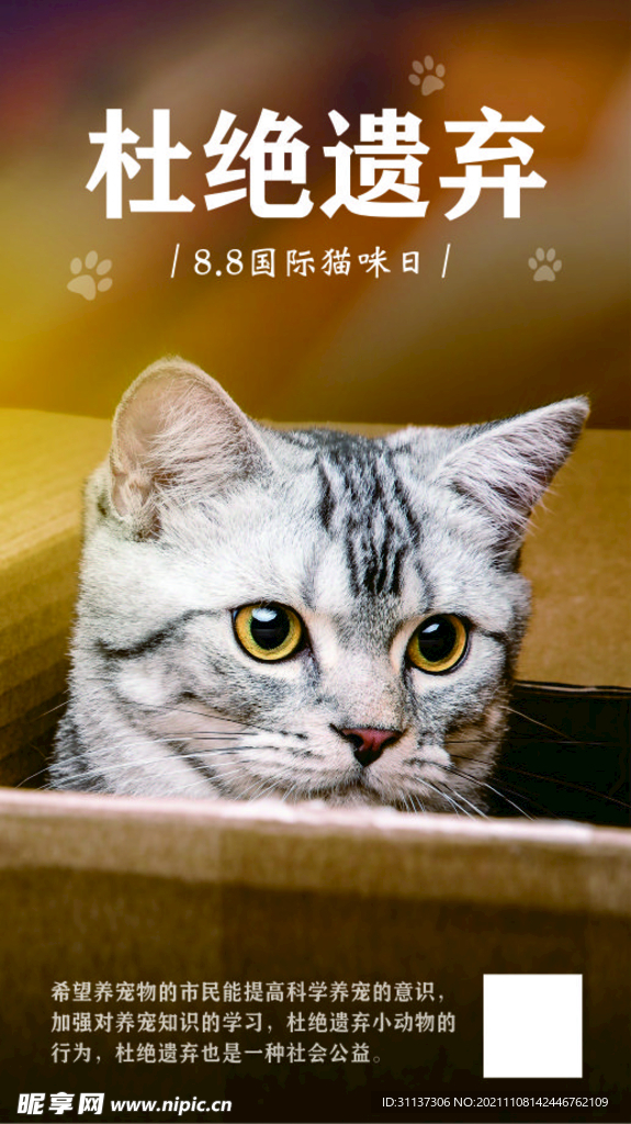 杜绝遗弃动物 猫咪