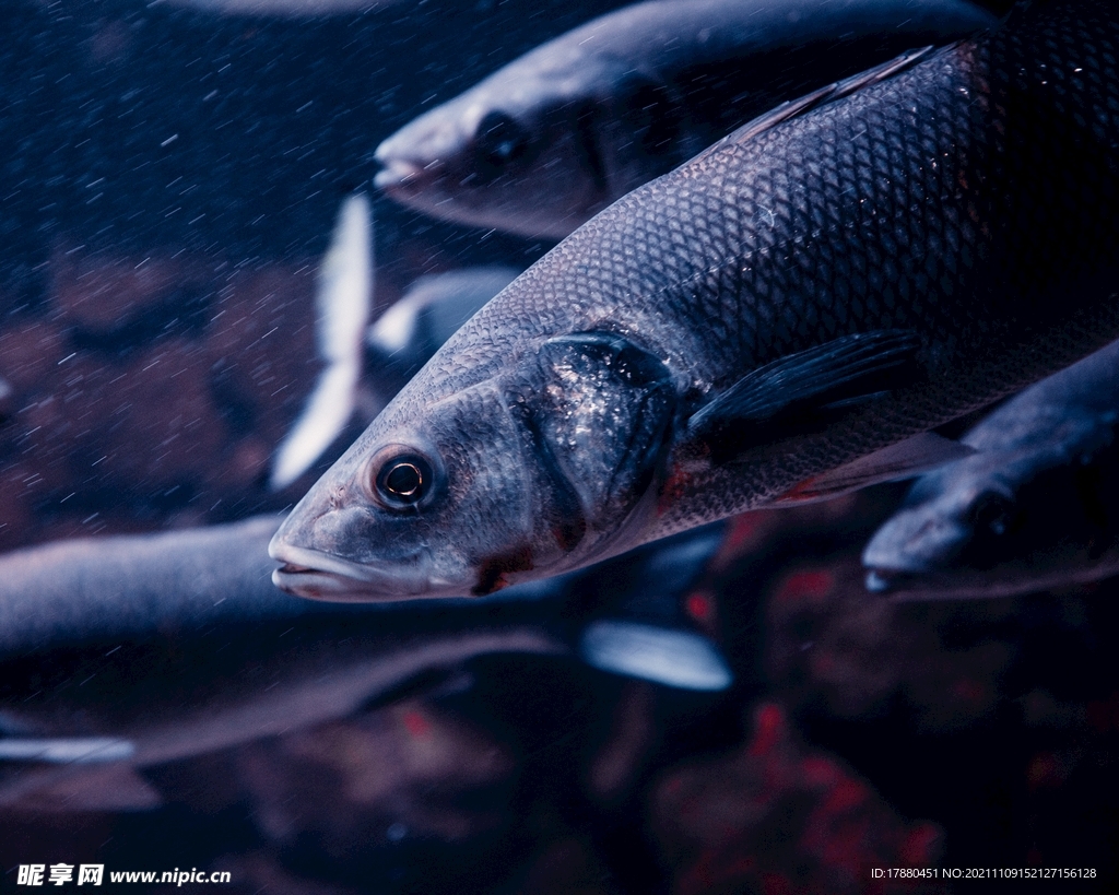觀賞魚