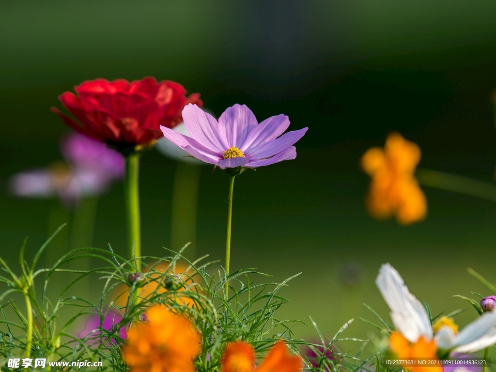 格桑花