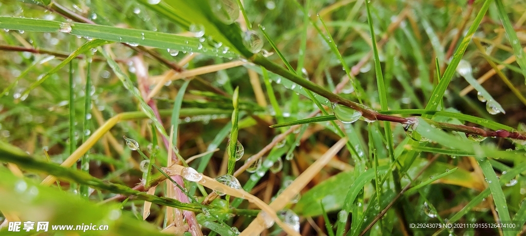 雨后草叢