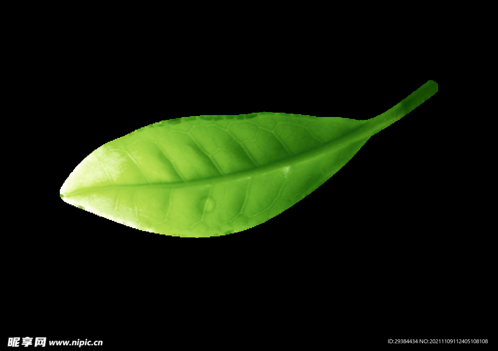 茶葉圖片