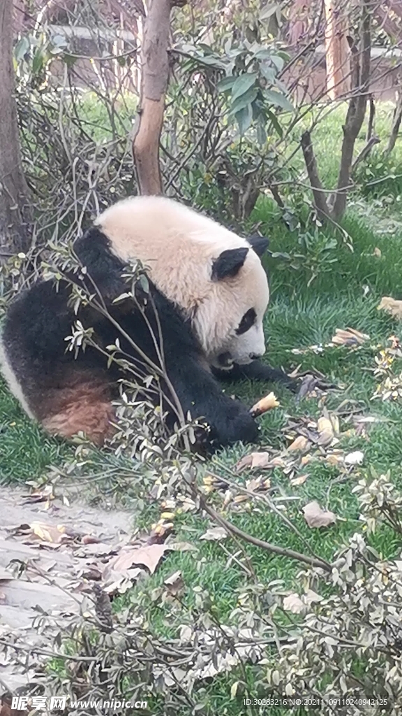 熊貓 