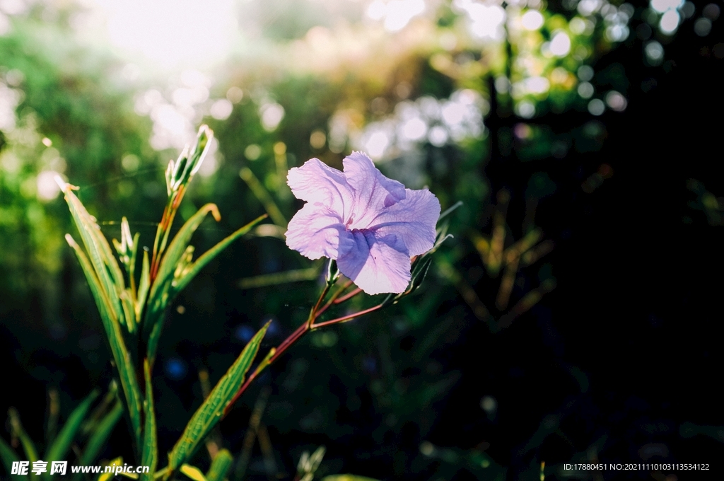 藍(lán)花草
