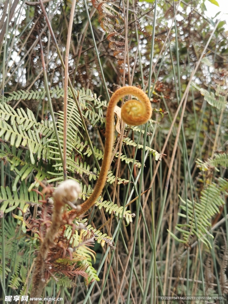 中華里白 