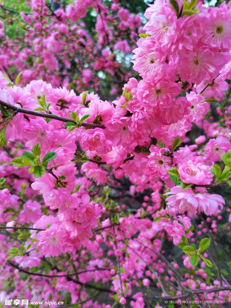 桃花