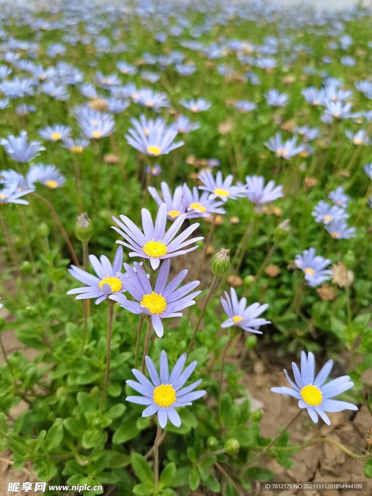 蘭花