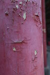 斑驳的红柱子