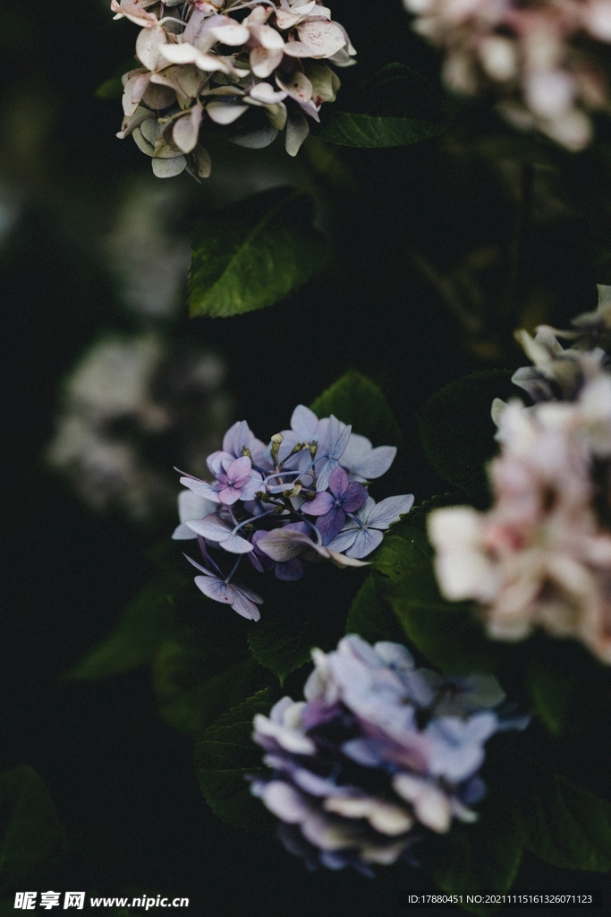 木芙蓉