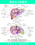 肝脏图