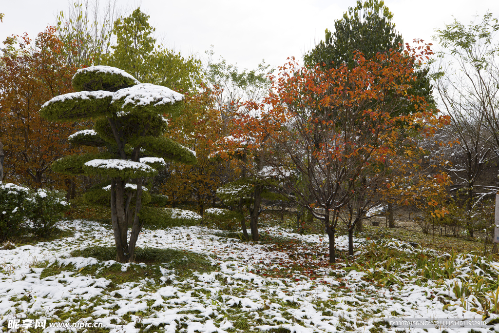 雪后綠樹紅葉