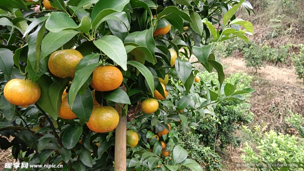 砂糖橘果