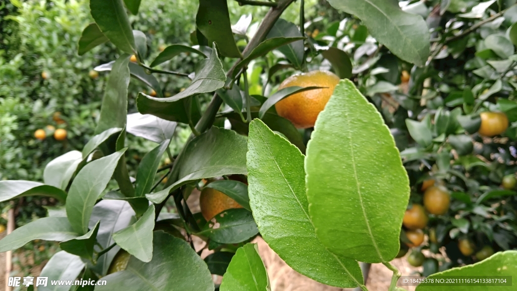 砂糖橘圖