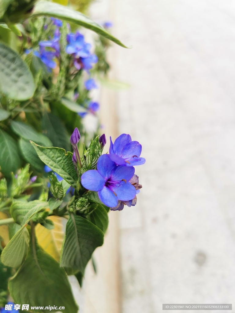 喜花草