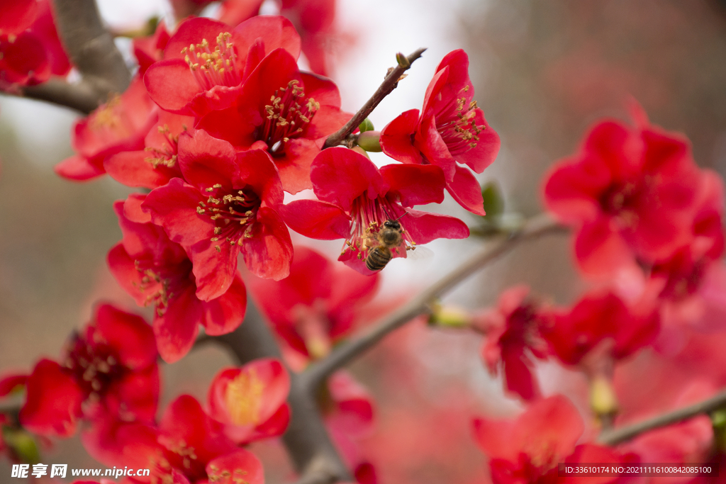 花