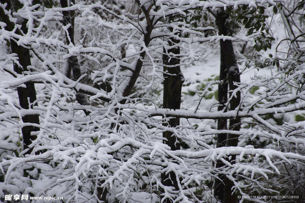 樹林雪景