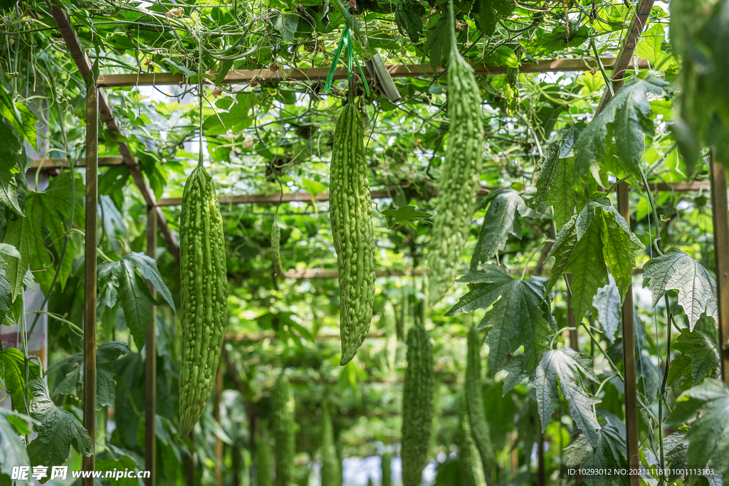 苦瓜  綠色植物 健康無公害 