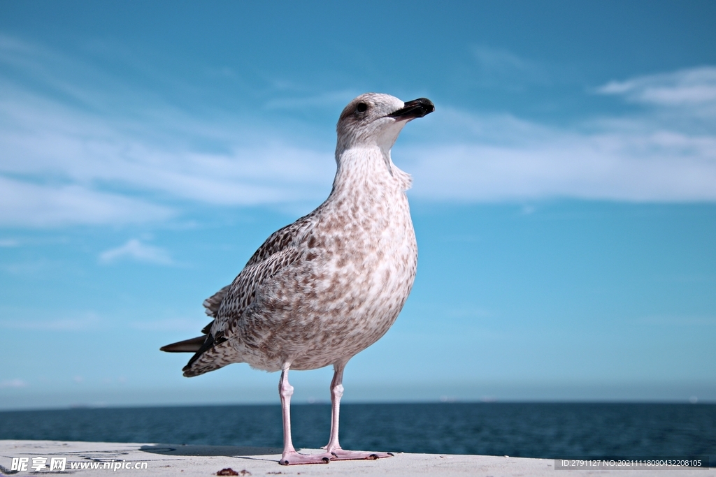 海鳥高清圖