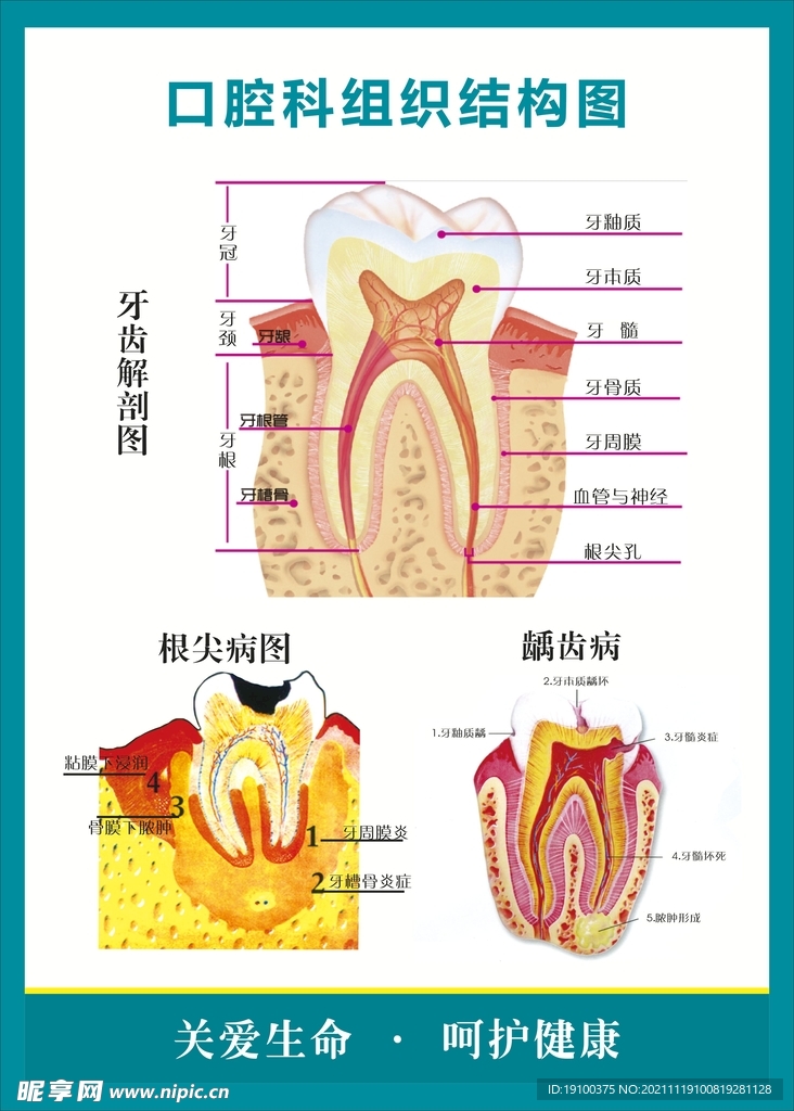 口腔结构牙齿结构