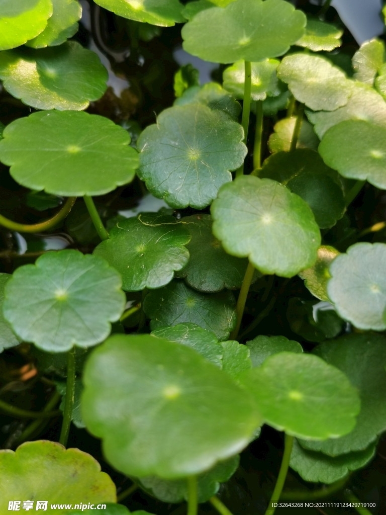 植物
