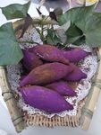 健康紫薯包