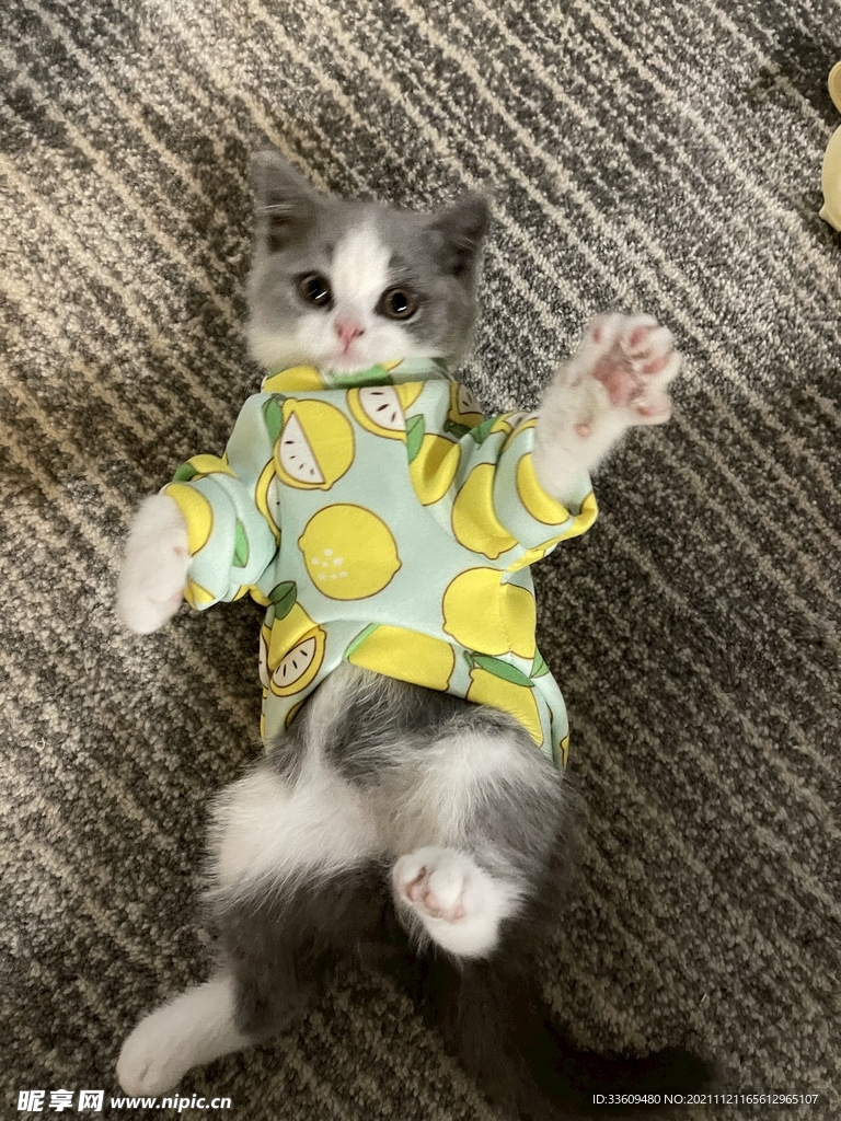 小貓咪