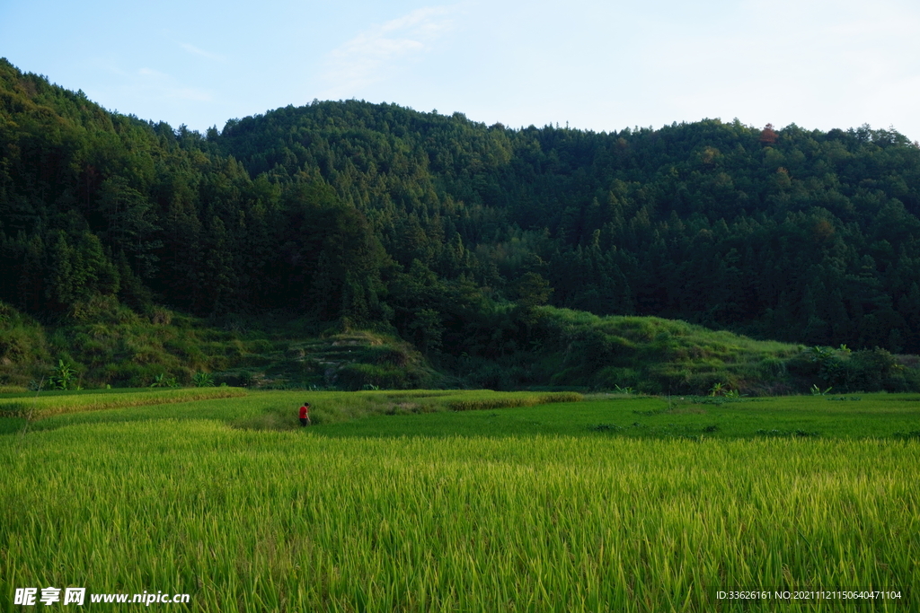 田野