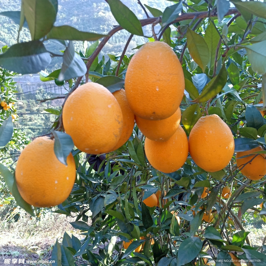柑橘