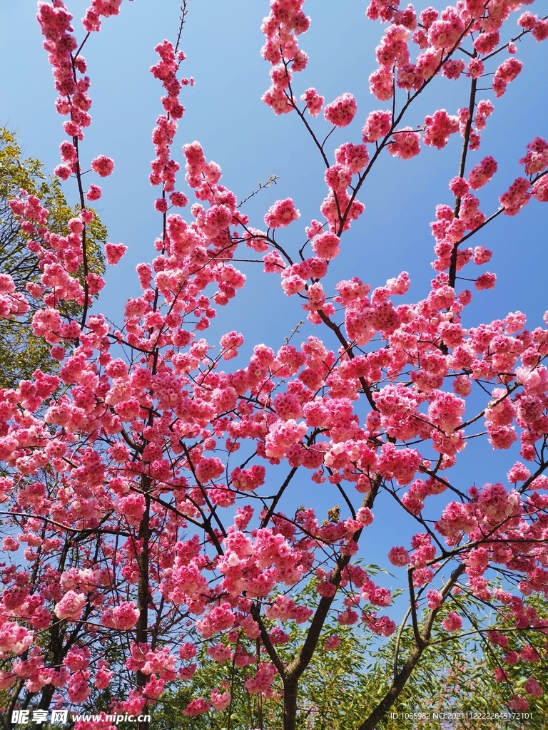 櫻花