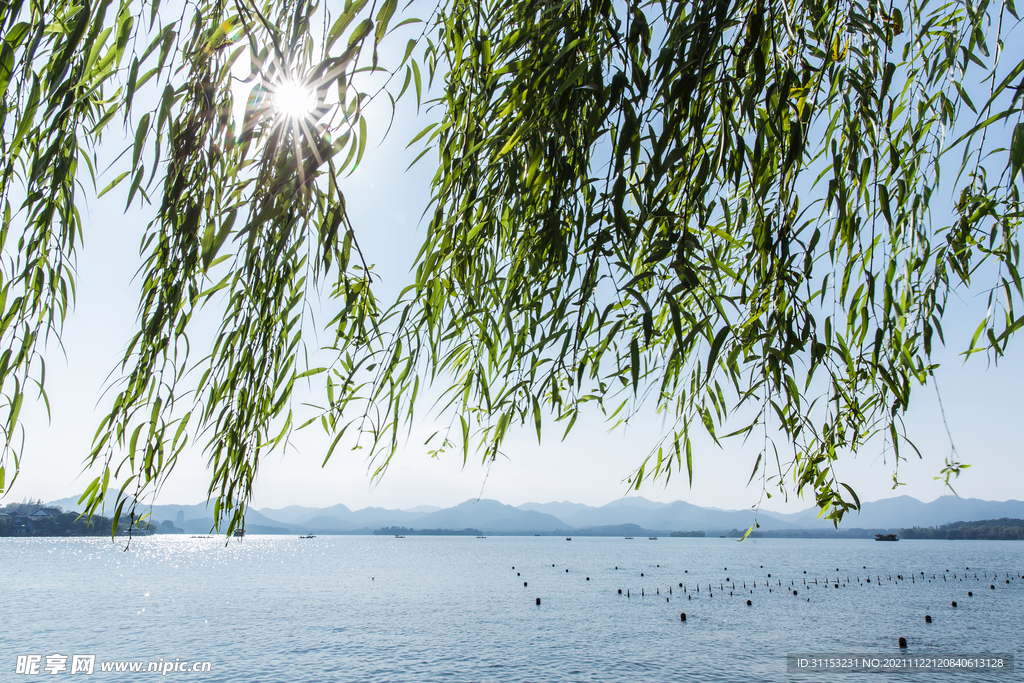 杭州西湖柳樹陽光風景