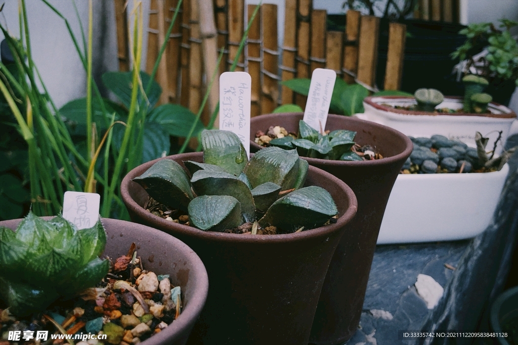 植物多肉