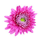 粉色花朵透明图层素材