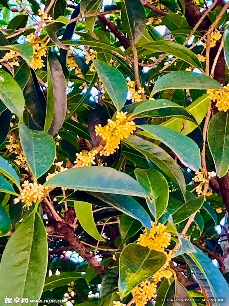 桂花