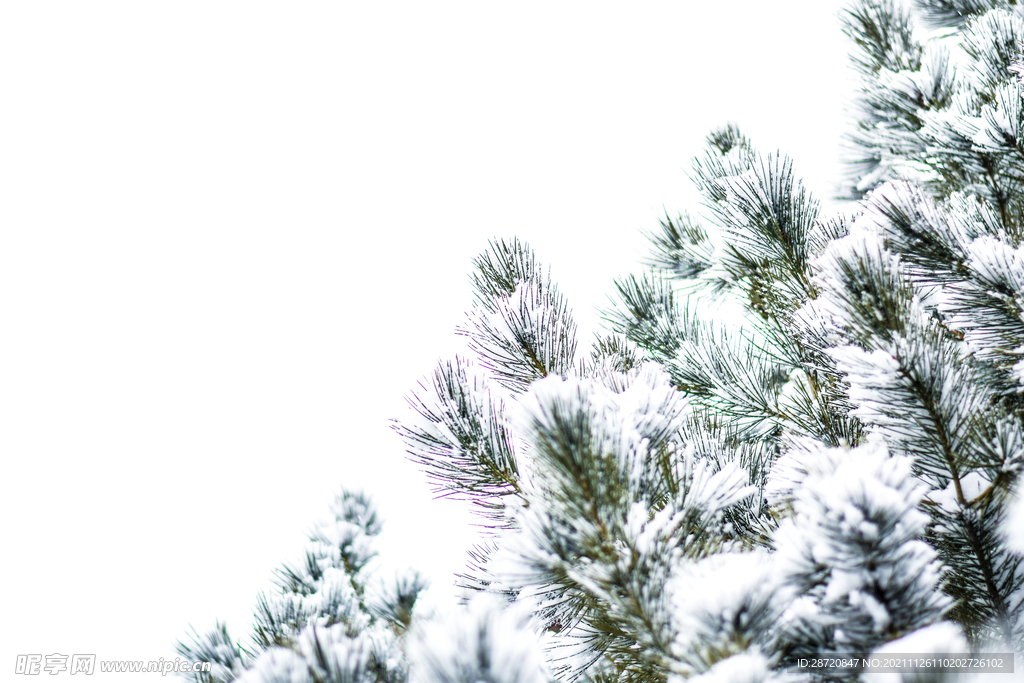 雪景