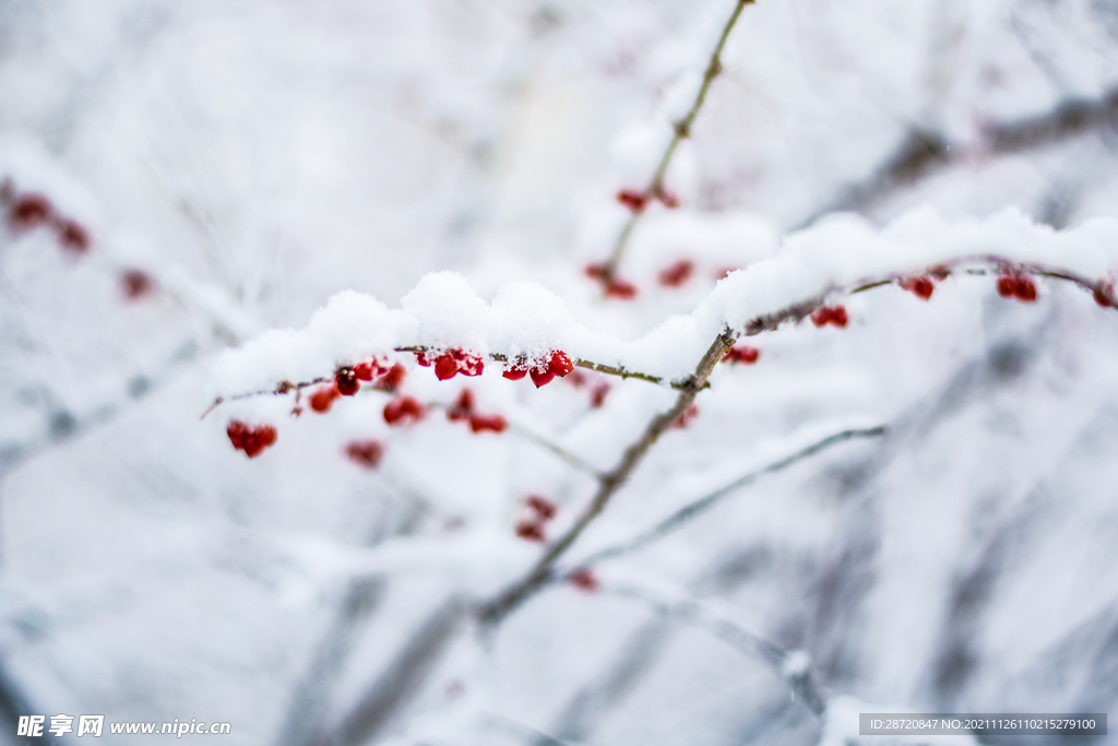 雪景