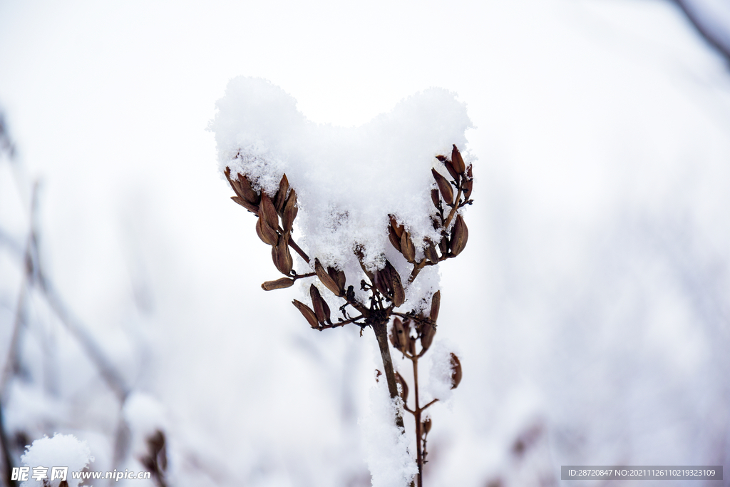 雪花