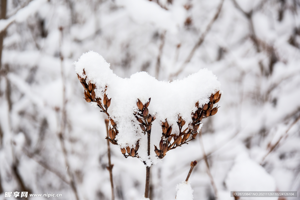 冬雪