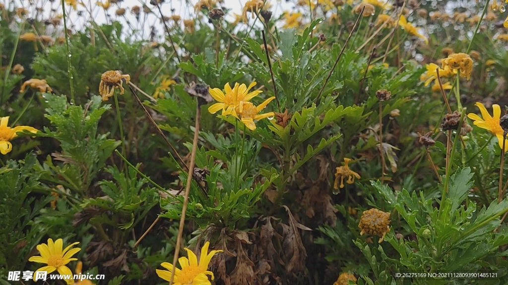 北郊湖一景  菊花