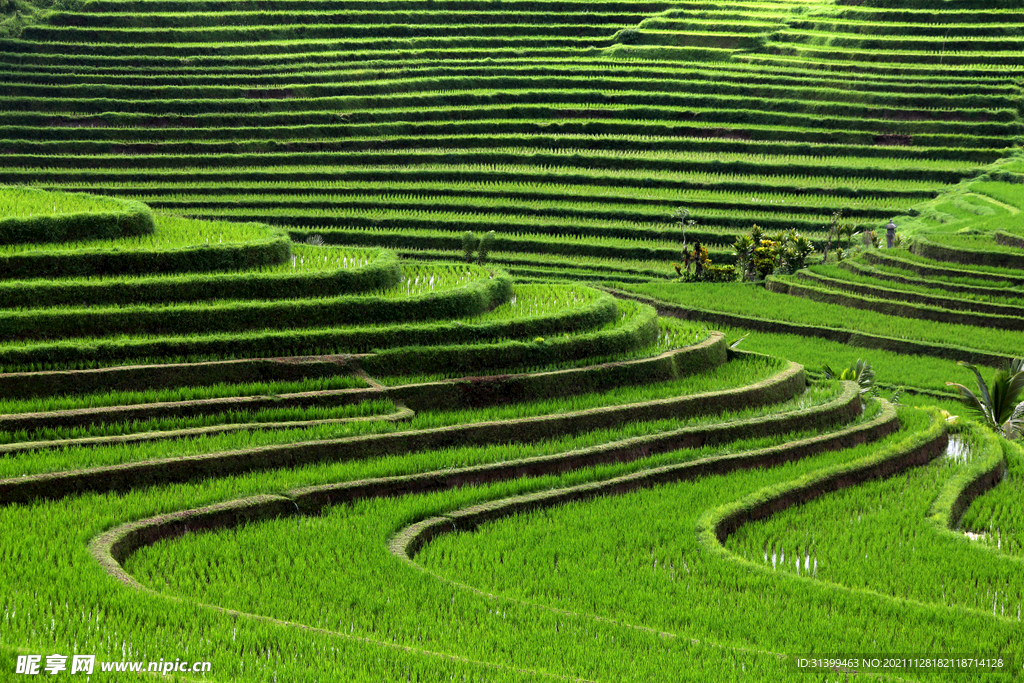 梯田 茶葉