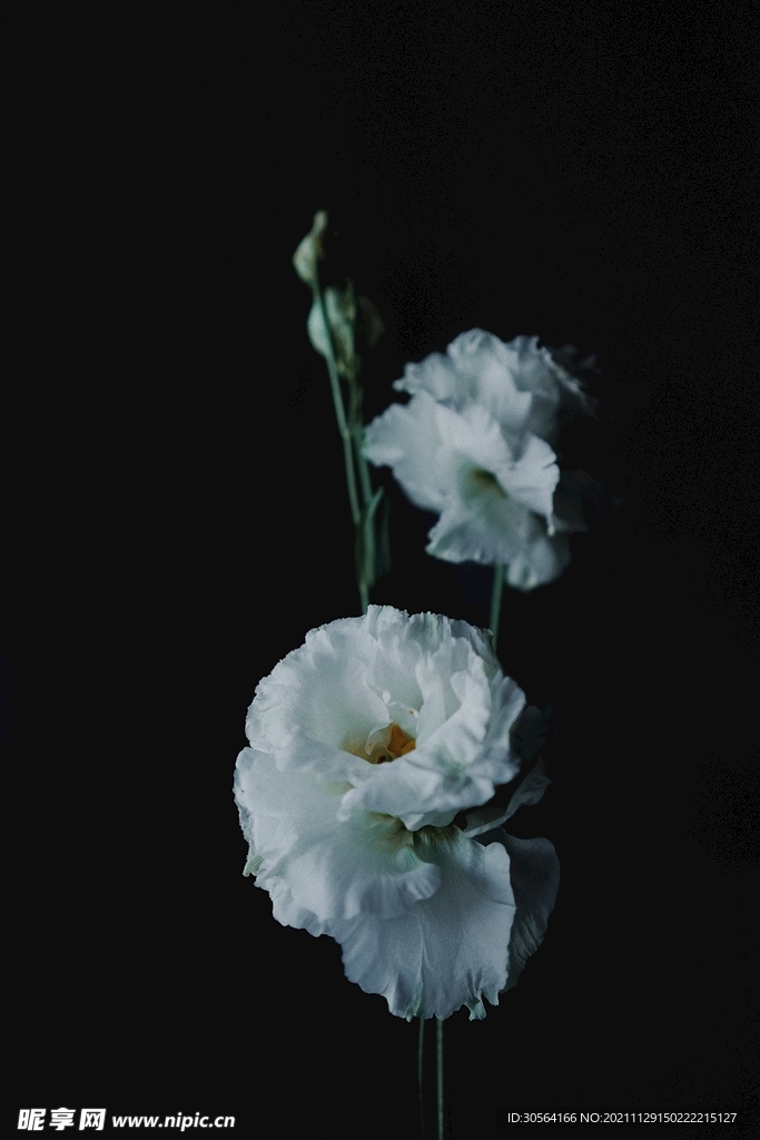 簡(jiǎn)潔的白色花朵