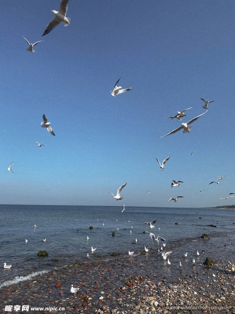 海邊沙灘海鷗