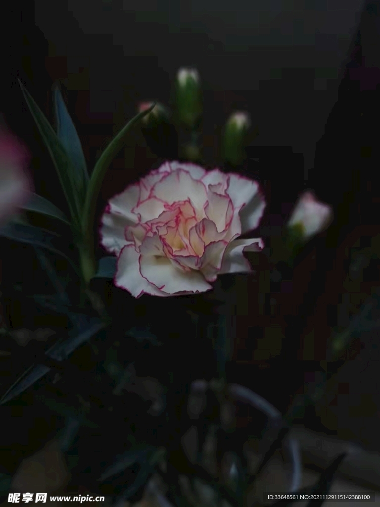 花花