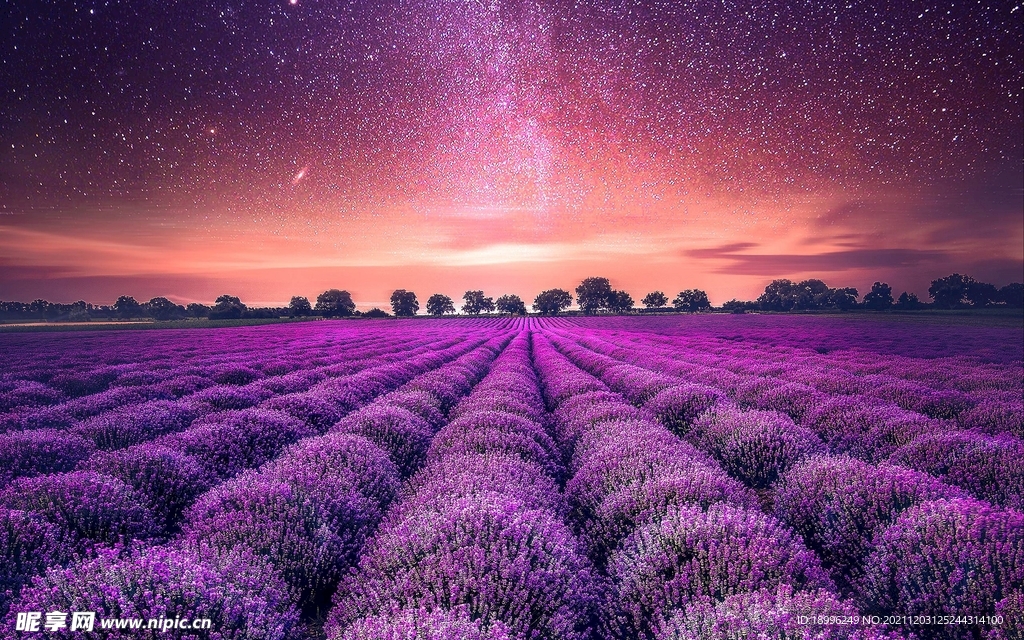 唯美花兒 花田花海 背景圖片 