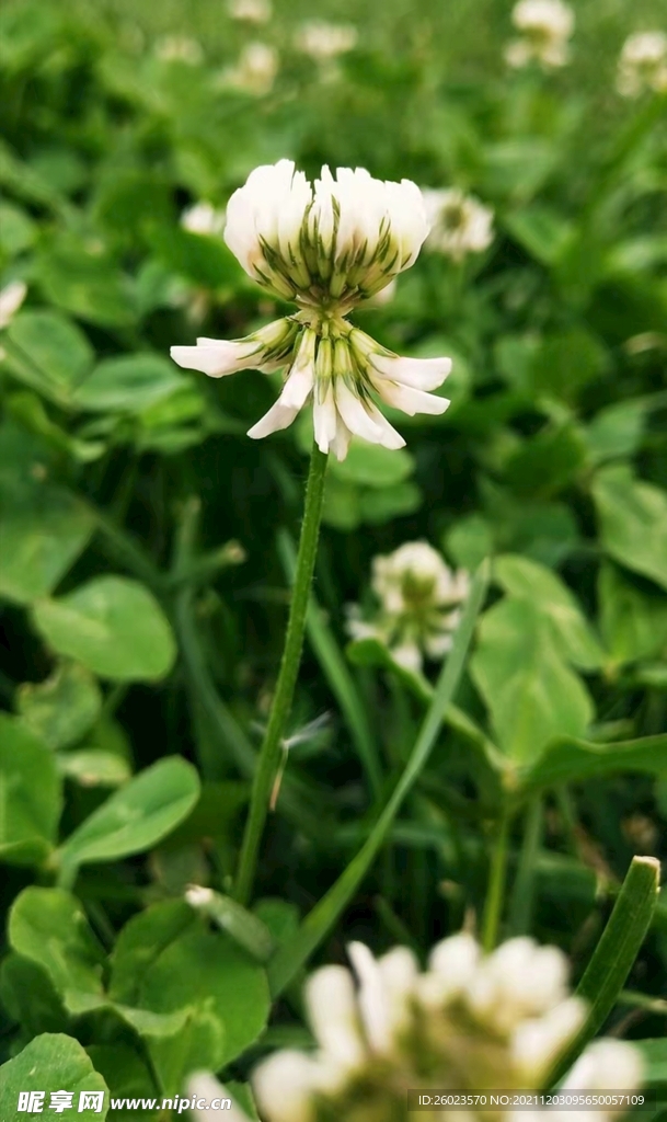 花6