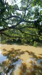 树木 河水