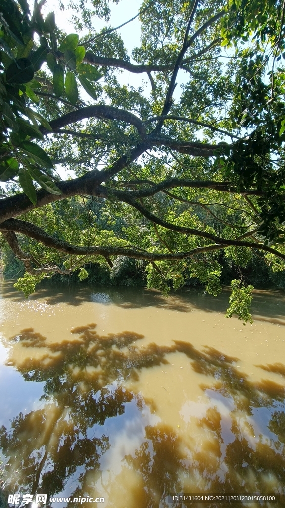 树木 河水