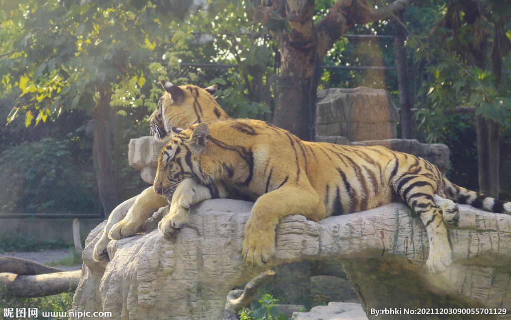 野生动物休息的老虎
