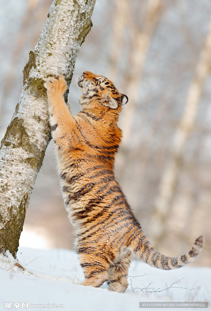 爬树的老虎高清大图