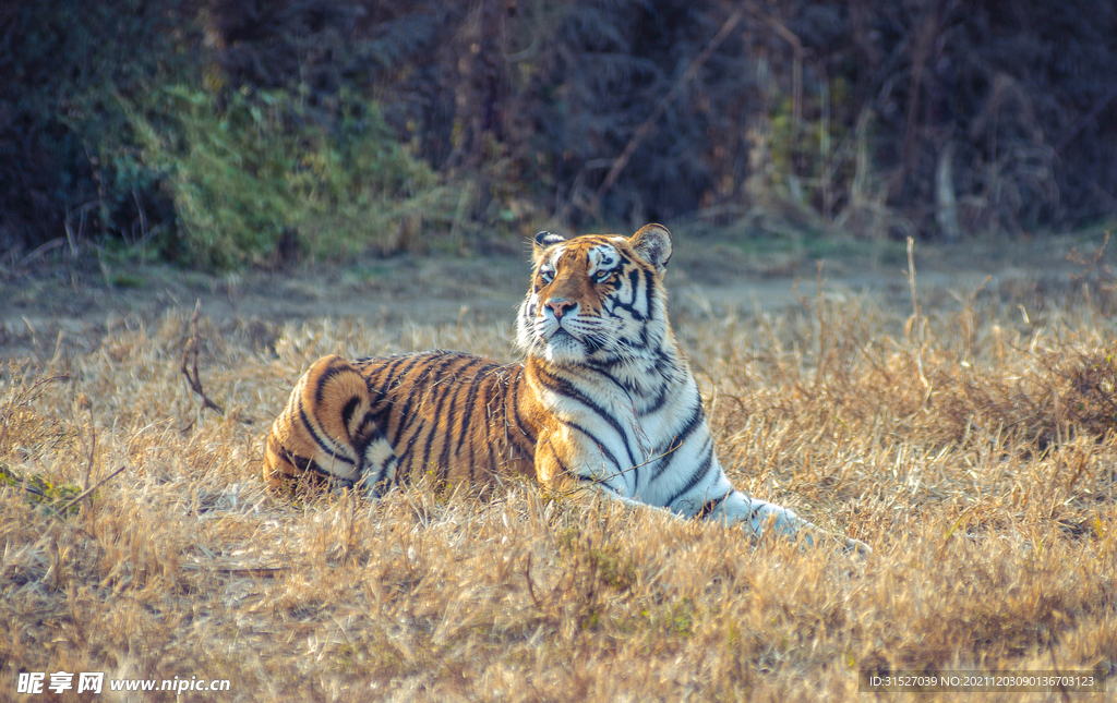 干草地上趴着的老虎摄影图